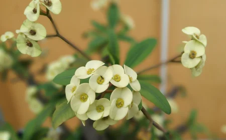 Spuckpalme zum Blühen bringen mit der richtigen Pflege