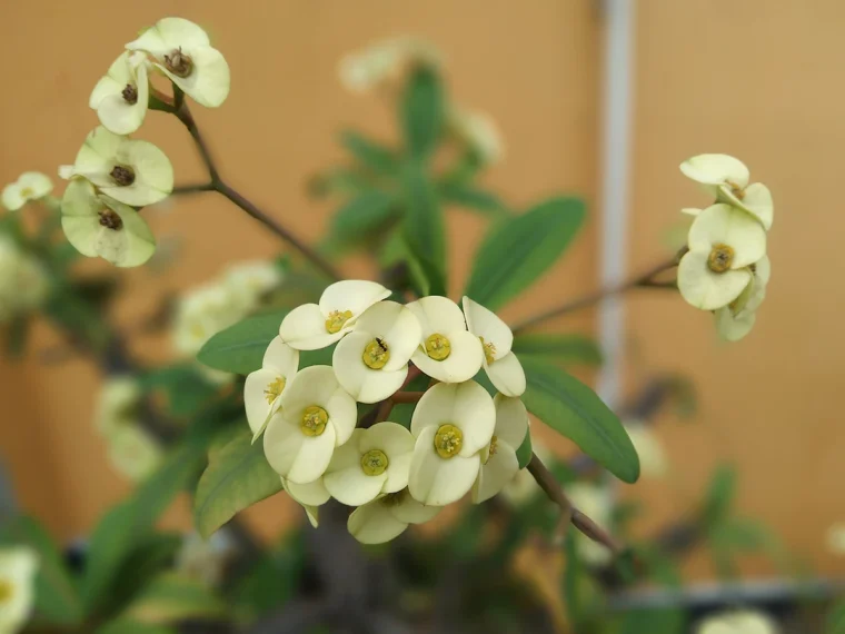 Spuckpalme zum Blühen bringen mit der richtigen Pflege