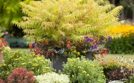 Sträucher für Schatten und Halbschatten welche Arten
