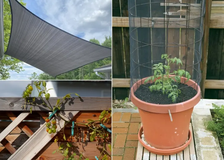 tomaten auf dem balkon anbauen sonnenschutz mit sonnensegel, sonnenschirm oder netz