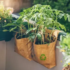 tomaten auf dem balkon anbauen und vor sonne und regen schützen und stützen