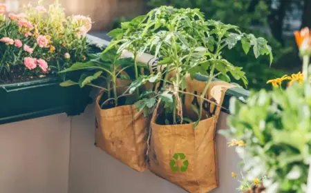 tomaten auf dem balkon anbauen und vor sonne und regen schützen und stützen