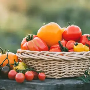 tomatensorten fürs freiland vorteile der richtigen sorte und liste