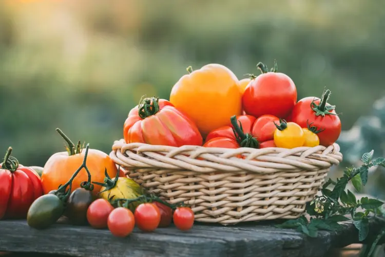 tomatensorten fürs freiland vorteile der richtigen sorte und liste