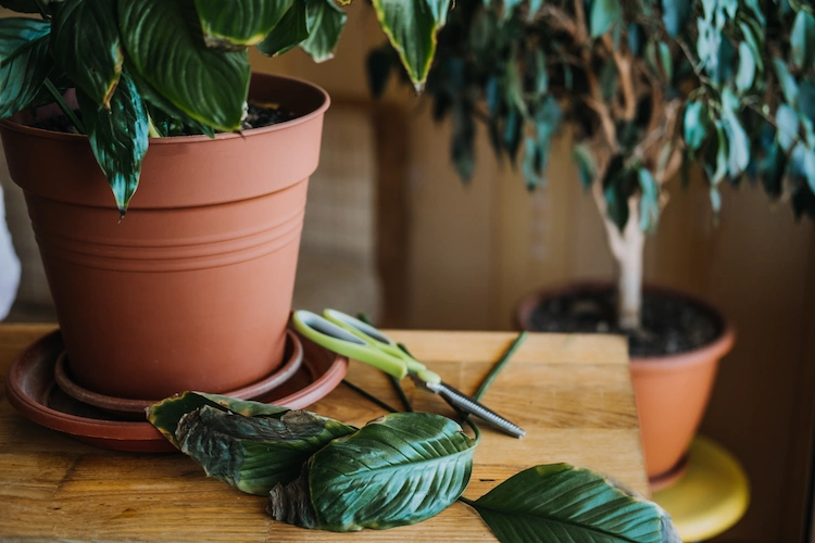topfpflanzen in innenräumen vor krankheiten und insektenbefall mit rückschnitt schützen