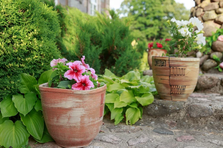 üppige gartenpflanzen in töpfen als gestaltungsideen für kleine gärten ohne rasen hinzufügen
