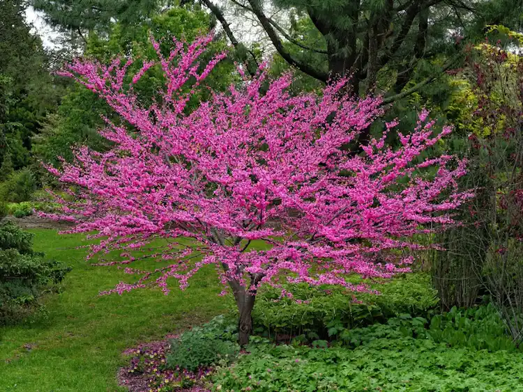 üppige und schnellwachsende bäume wie judasbäume mit rosafarbenen blüten für den gartenbereich wählen