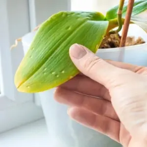 verkrüppelte gelbe Blätter bei Orchideen: Pflege-Fehler