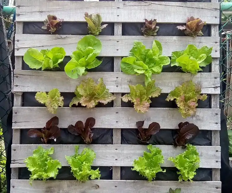 Vertical bed on the balcony with vegetable salad