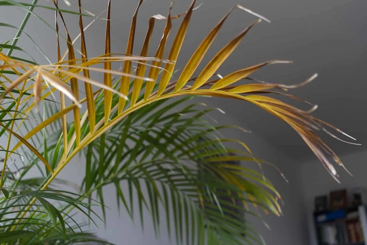 vertrocknete palme retten anhand dieser einfachen schritte und pflegemaßnahmen