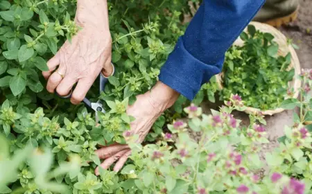 von-ergiebigen-pflanzensorten-und-kraeutern-im-garten-profitieren-und-sie-regelmaessig-ernten