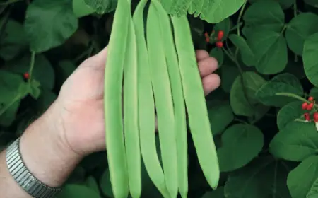 wählen sie zuerst einen standort im garten mit einem gut durchlässigen boden