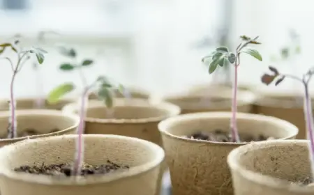 Wann Tomaten pikieren und umtopfen