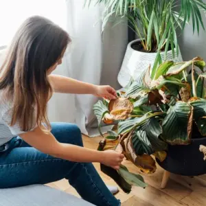 Warum bekommt die Calathea braune Blätter?