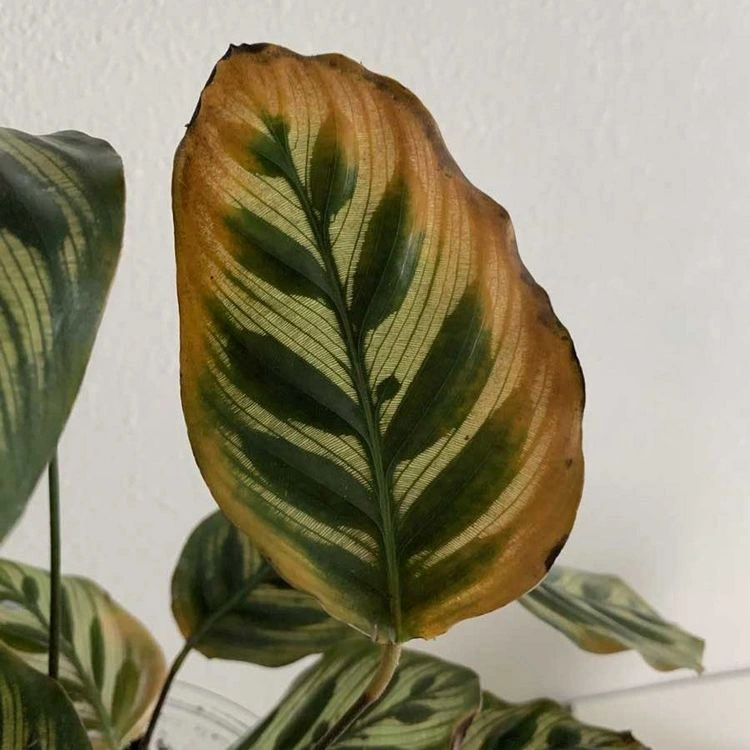 Was verursacht die braunen Blätter der Calathea?