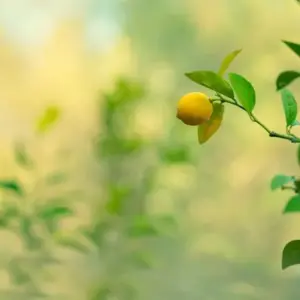 wassertriebe am zitronenbaum entfernen wie sie sie erkennen und schneiden