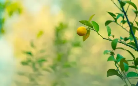 wassertriebe am zitronenbaum entfernen wie sie sie erkennen und schneiden