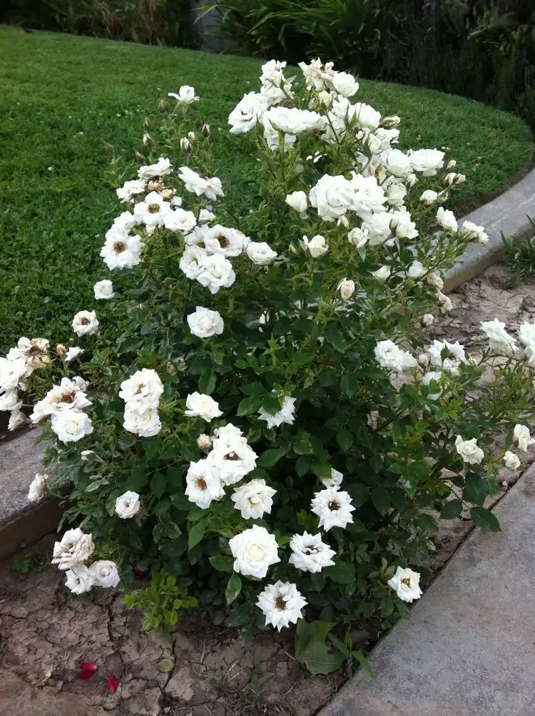 Weiß blühende, duftende Sträucher - Rose (Rosa spp.)