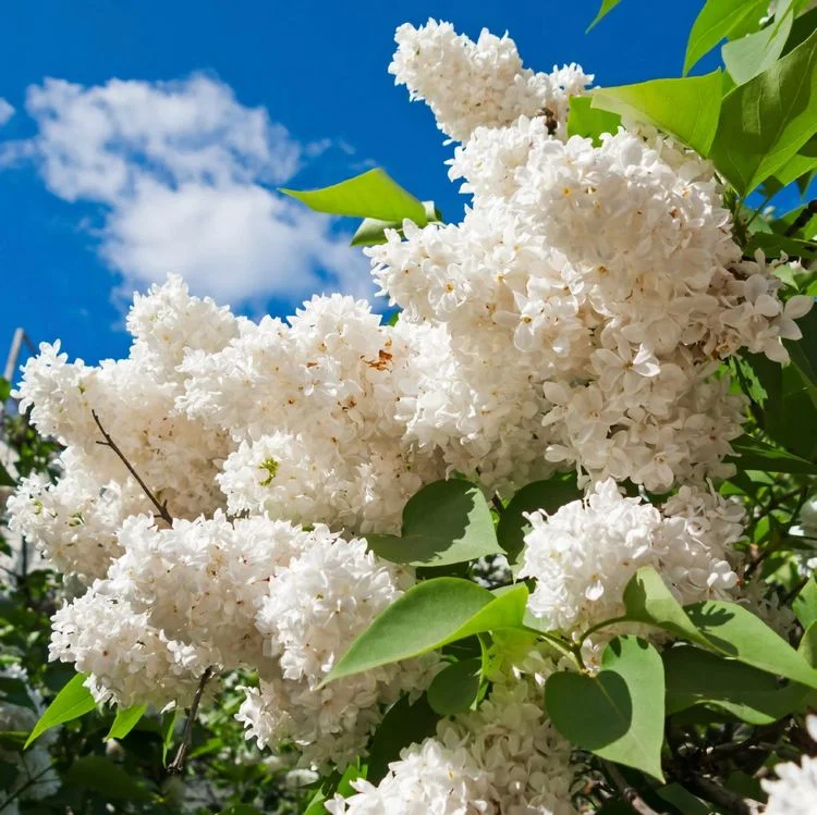 Weiß blühende Sträucher im Frühling - sommergrüner Gemeiner Flieder (Syringa vulgaris)