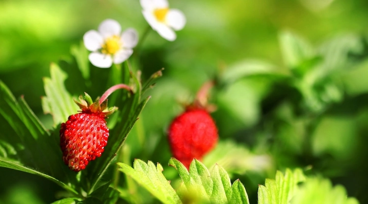 weisse-blueten-und-rote-fruechte-von-wilden-erdbeeren-als-essbare-bodendecker-schatten-oder-sonne-standhaltend