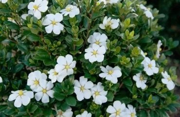 Weiße Gardenie (Gardenia)