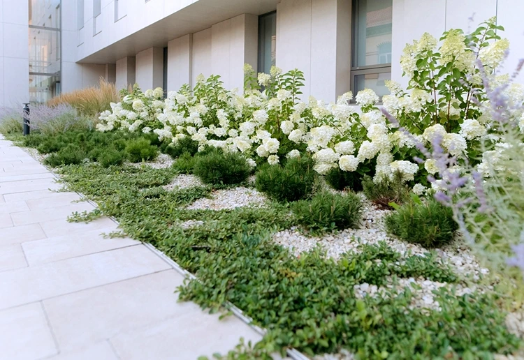 Weiße Hortensienblüten mit grünen Bodendeckern kombinieren für einen minimalistischen Look