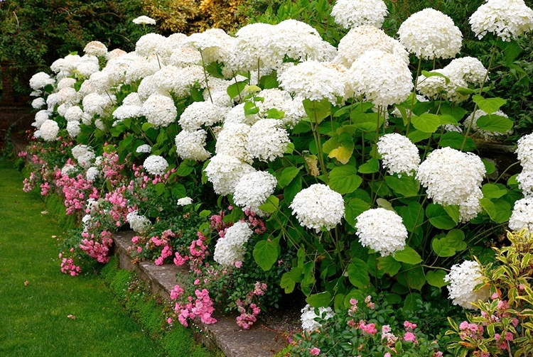 Weiße Schneeballhortensie mit rosa Rosen darunter