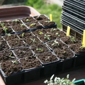 wenn sie ihre tomatensamen zu tief eingegraben sind, werden sie nicht keimen