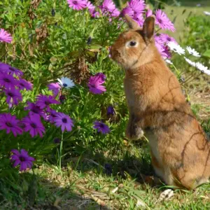 wilde tiere wie kaninchen neben blumen im gartenbereich beobachten