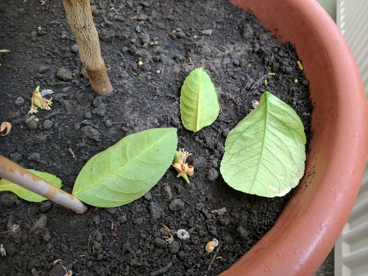 Lemon tree loses leaves due to cold damage
