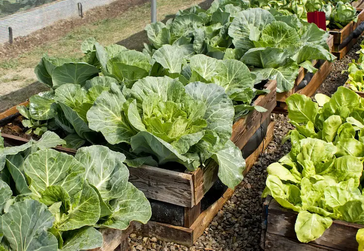 first you should think about choosing the right location for your raised bed