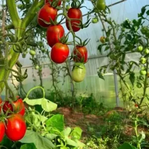 10 häufige Fehler beim Tomatenanbau - hilfreiche Tipps, was Sie besser vermeiden sollten