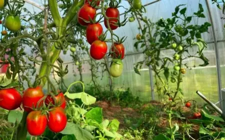 10 häufige Fehler beim Tomatenanbau - hilfreiche Tipps, was Sie besser vermeiden sollten