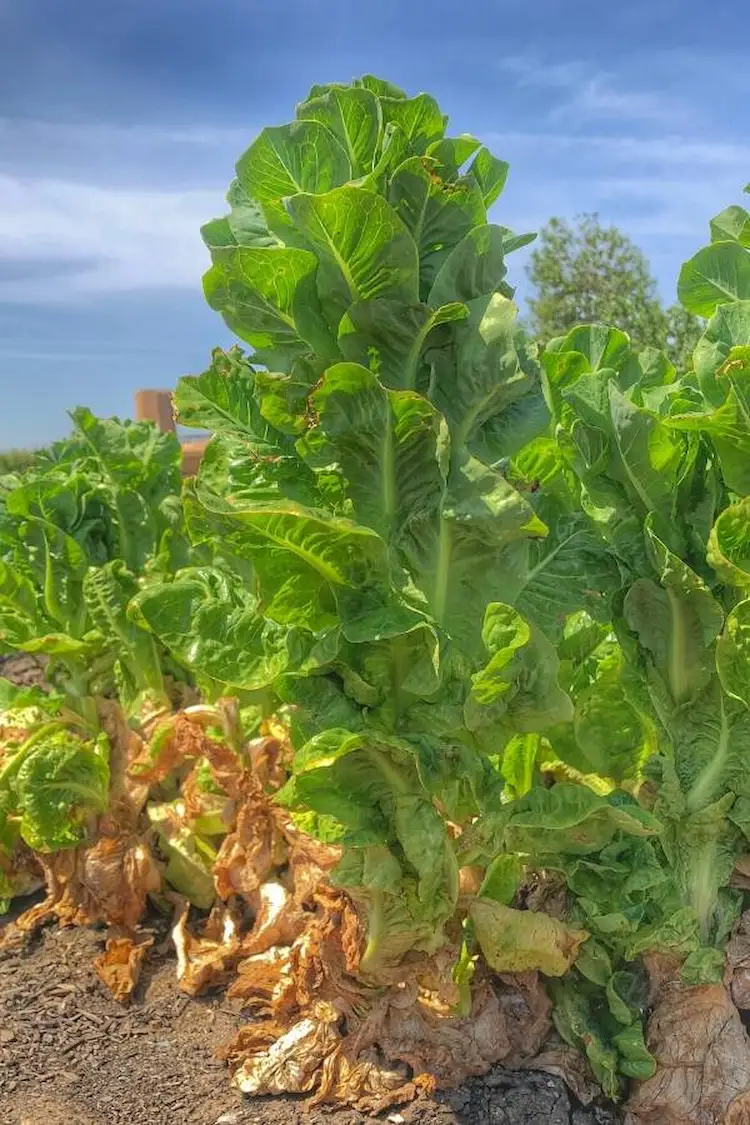 abartig-gewachsene-salatpflanzen-wegen-hitze-und-tageslaenge-im-fruehling-oder-im-sommer