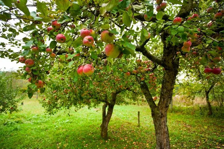 Allergikerfreundliche Pflanzen für den Garten - Obstbäume (Apfelbaum, Birnbaum, Pflaumenbaum)