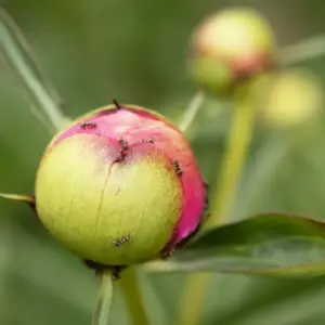 Ameisen auf Pfingstrosen schädlich oder harmlos