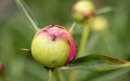Ameisen auf Pfingstrosen schädlich oder harmlos