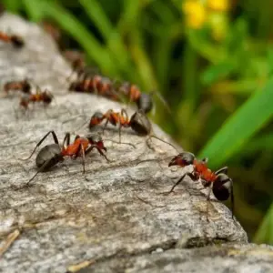 ameisen im garten bekämpfen nützliche tipps