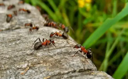 ameisen im garten bekämpfen nützliche tipps