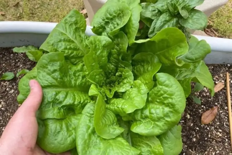 ameisen im salat bekämpfen tipps