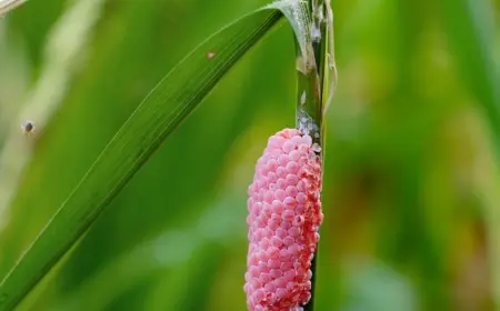 auf-dem-staengel-einer-pflanzen-gelegter-buendel-von-eiern-einer-schnecke-in-identifizieren