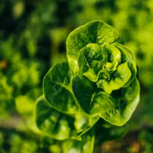 aufgrund-erreichter-reife-produzieren-salatpflanzen-samen-nach-dem-schicken-von-bluetenstiel-in-die-hoehe