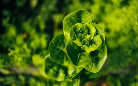 aufgrund-erreichter-reife-produzieren-salatpflanzen-samen-nach-dem-schicken-von-bluetenstiel-in-die-hoehe