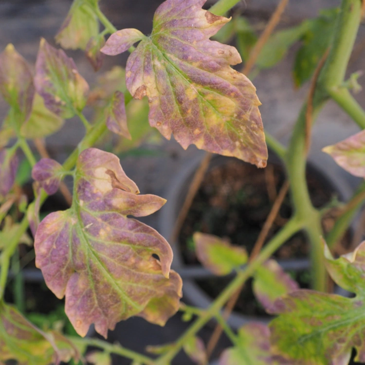 aufgrund-mangelndem-licht-violett-werdende-pflanzenblaetter-bei-tomatensetzlingen