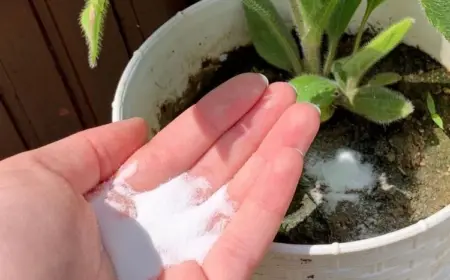 Backpulver gegen Trauermücken direkt einsetzen