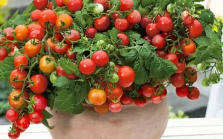 bajaja tomaten für kübel auf dem balkon