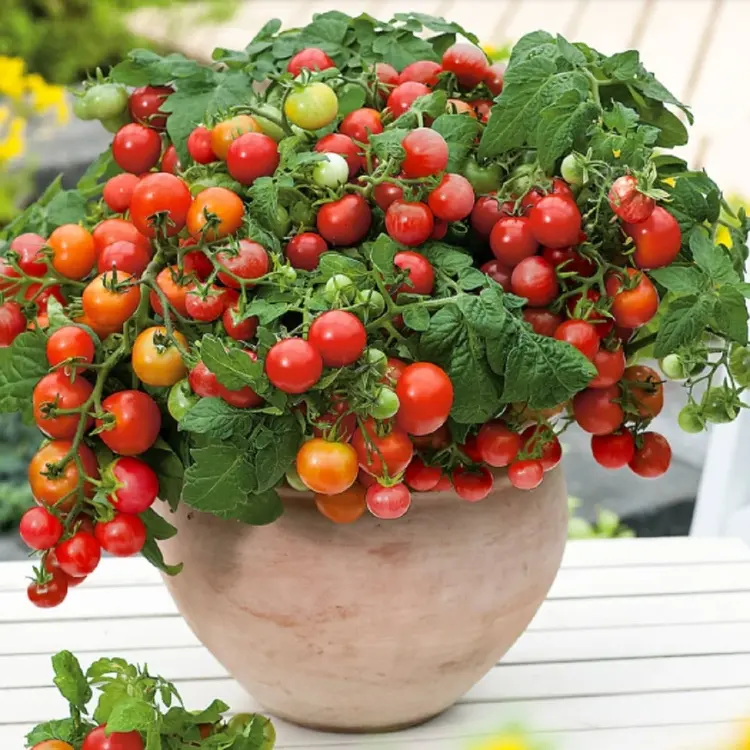 bajaja tomaten für kübel auf dem balkon