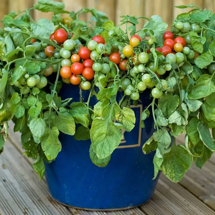 bajaja tomaten im kübel pflanzen und pflegen