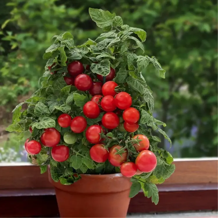 bajaja tomaten im kübel vorziehen