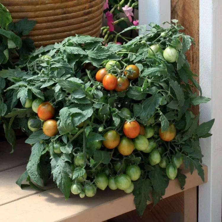 bajaja tomaten pflanzen und pflegen auf balkon tipps